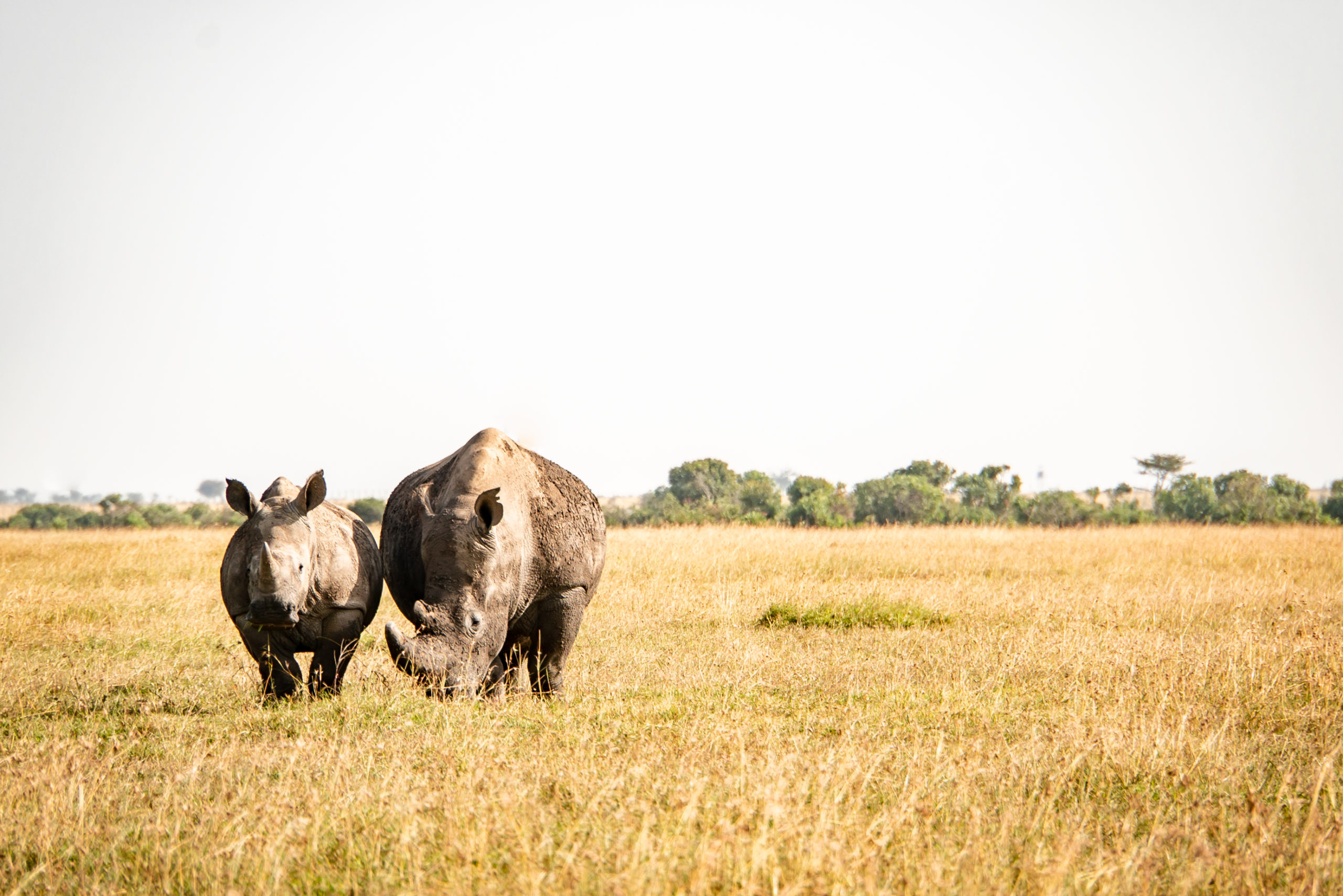 For Rangers Ultra 2019 Race Report - Stage Two - Beyond the Ultimate
